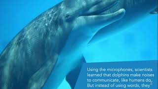 How Do Dolphins Communicate