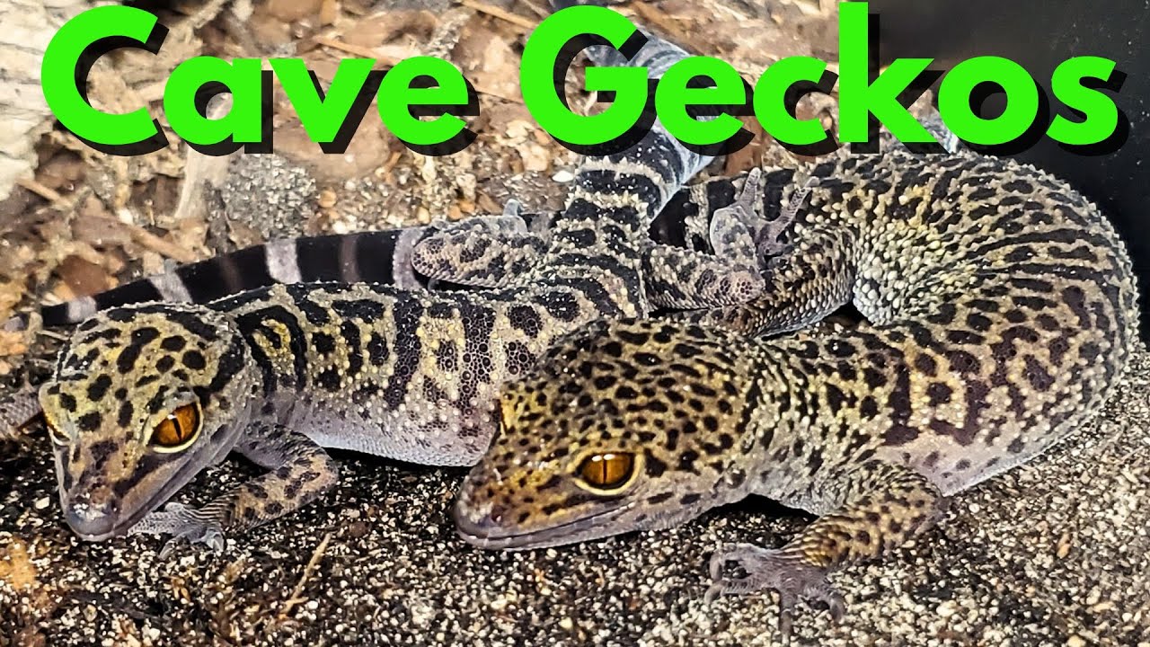 Complete Cave Gecko Care Guide  -  Focus on Goniurosaurus bawanglingensis   🦎   