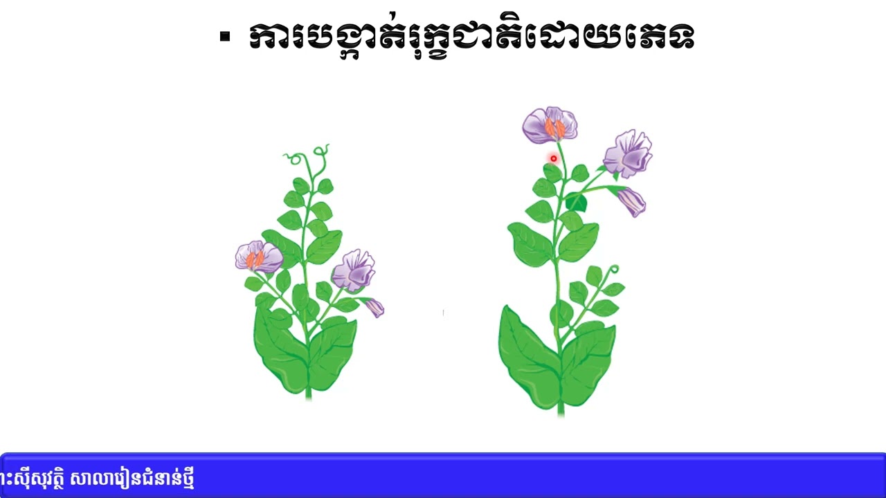 ជីវិទ្យា៖ ថ្នាក់ទី១០៖ ជំពូក៥ ជីវវិទ្យាក្នុងវិស័យកសិកម្ម៖មេរៀនទី២ ការបង្កាត់​ ភាគ០១