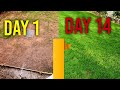 Watering new grass seed (day 1, 7, 14) - 4 Week Time Lapse
