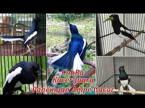 🔥 BONGKAR LAGI !! SORTIRAN GREAT A SANMA JANTAN TERMURAH 0838-7553-6945