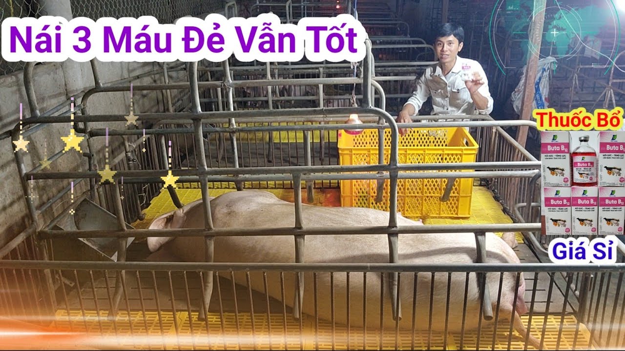 Nái rạ bụng nhỏ sinh con to nhưng vẫn say con