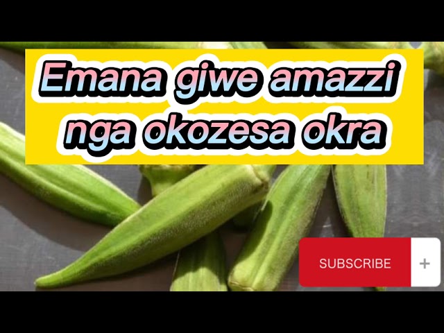 Okra aleeta amazzi mu mana mu naku taano class=