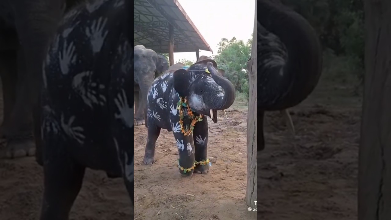 😂 Hilarious Monkey Moments | Funniest Monkey Videos 2025 🐒🎉