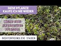 INSEKTENFREUNDLICHE PFLANZEN | Ersatz für Kaukasus-Asienfetthenne ( INVASIV )