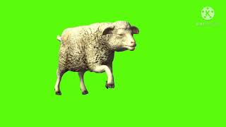 Sheep Running Green Screen Green Screen Guru