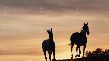 Horses running on a grass field