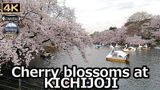 Cherry blossoms at KICHIJOJI 2022 - 4K Tokyo Japan