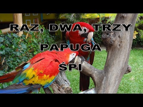 Wideo: Jak Uspokoić Papugę