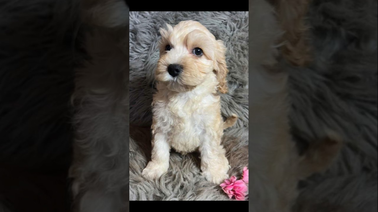 I'm priceless!!! 🐕 