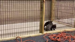 BCSO Bondable Pup Puppies