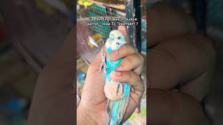 Egg Binding Issue In Budgie Parrot