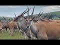 The northern horse encounters an eland herd at montusi mountain lodge