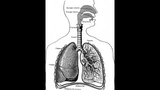 1. Анатомия и физиология органов дыхания