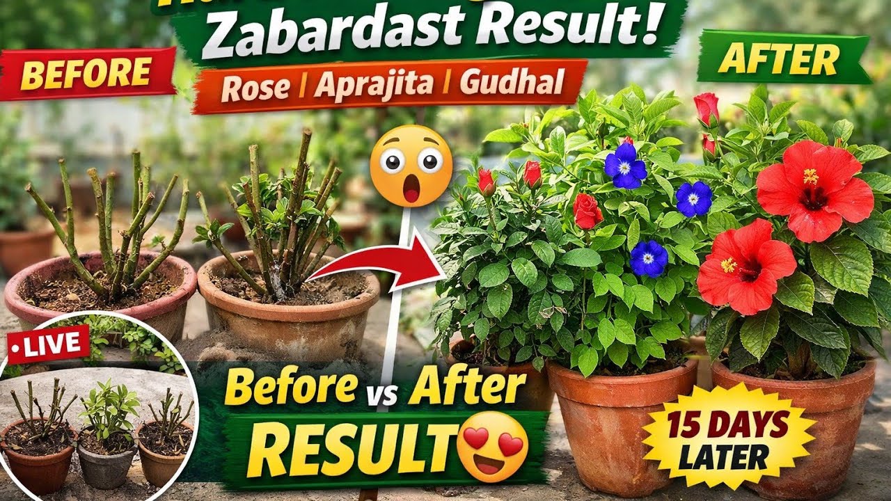 NAVITA HOME GARDEN is live!Hard Pruning Ka Result 😍 Rose, Aprajita aur Gudhal Mein Zabardast Growth!