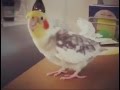 This will make your cockatiel happy and talkative  must watch 