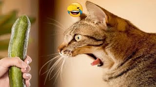Try Not To Laugh Dogs And Cats  Best Funny Animal Videos 2024 # 17