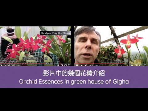 3 2 溫室中開花的蘭花花精orchid Essences In Green House Of Gigha Youtube