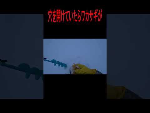 衝撃映像　釣り人生初　穴を開けていたら生きたワカサギが飛び出してきた！＃Shorts
