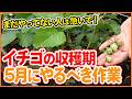 【イチゴ栽培】長くたくさん収穫する！5月の重要作業を解説！【シェア畑】【農園ライフ】