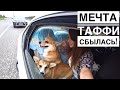 ЕДЕМ НА ДАЧУ! Собаки в восторге💜 Наводим порядок /Часть 1