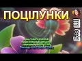 ПОЦІЛУНКИ НІНОЧКА КОЗІЙ ПОЦІЛУНКИ НІНОЧКА КОЗІЙ