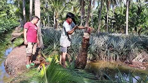 Trãi nghiệm đi chặt ba cây dừa lấy củ hủ và cái kết //BA HÍ TV