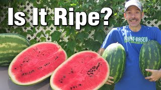 When to Pick Perfectly Ripe Watermelons Grown in the Garden  Best Time to Harvest Every Time!