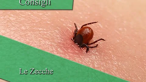 Come si riconosce la presenza di una zecca?
