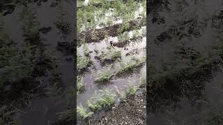 Red-wattled Lapwing(टिटोडी) #birds #song #birdsounds #birdvideo