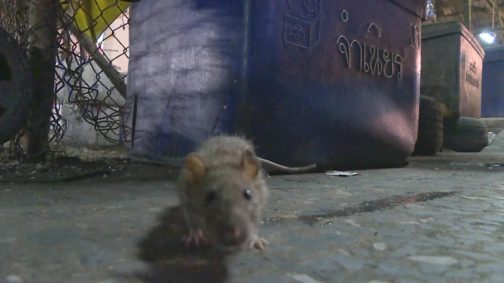 Coronavirus: rats take over emptied Bangkok streets | AFP - DayDayNews