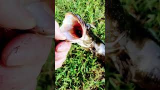 Bullseye snakehead