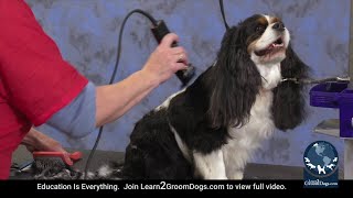 Free Preview: Grooming a Pet Cavalier in a Sporting Style Trim   Backbrushing