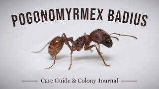 Keeping Pogonomyrmex badius - Care Guide & Colony Journal