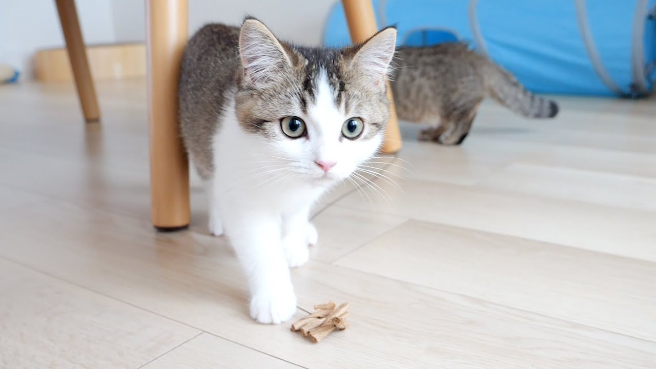 Kittens Fifi and Lili played with by Cat Dancer are too adorable!