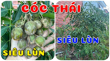Cây Cóc Thái siêu lùn siêu quả | 0386569374 - Ngọc Ngân Bến Tre | Chuyên cây độc lạ