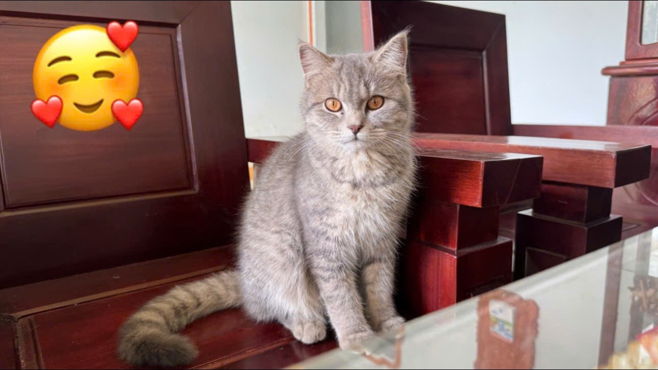 The Funniest Cat Videos 🐱 Try Not To Laugh Part 44