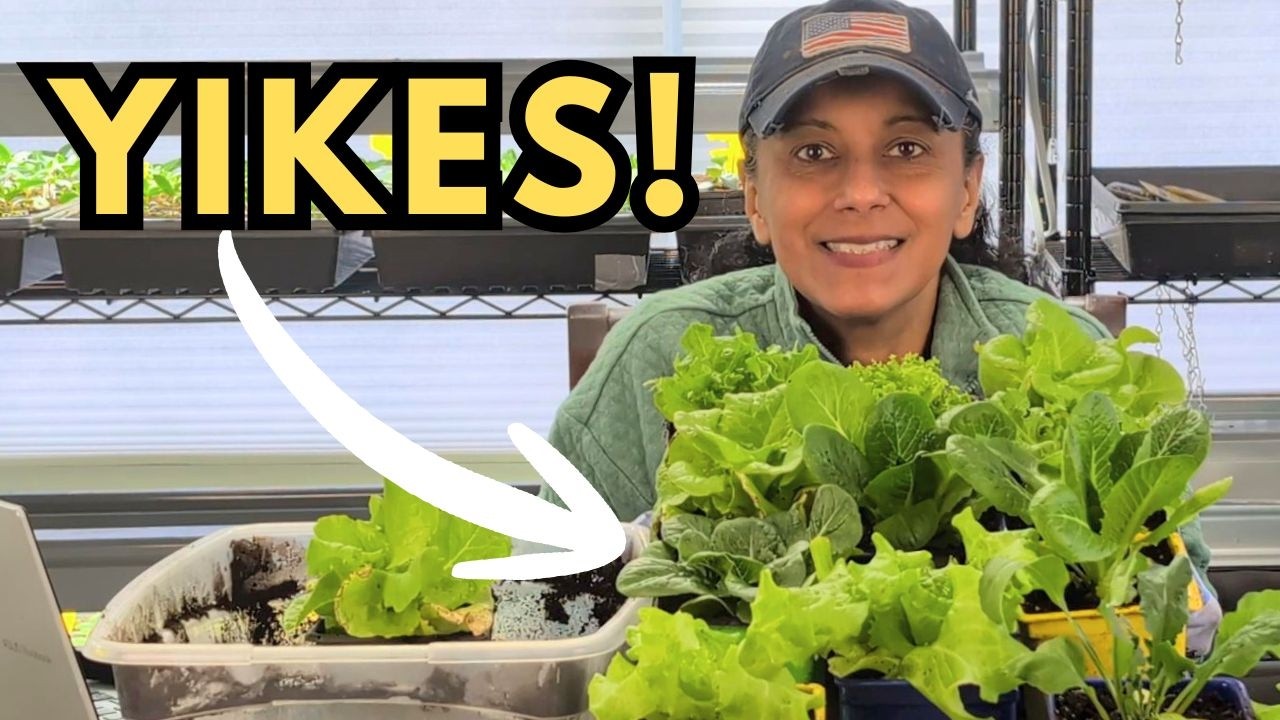 Garden Chit Chat: Can Coleus Handle Sun? Why Are Seedlings Dying?