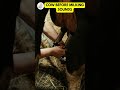 COW BEFORE MILKING SOUNDS - #shorts #sounds #mp3 #memesoundeffect #nocopyright #nocopyrightsounds