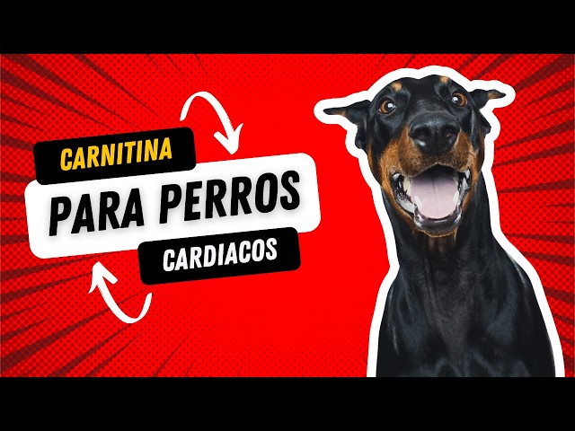 l carnitina en perros Para  L-Carnitina en Mascotas Obesas: