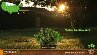 Soft Touch Holly | Soft Touch Holly for Sale | PlantingTree™