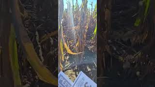 2025 Halloween Special!!🎃👻|Corn Maze Mania with Mr. E!|Part 4