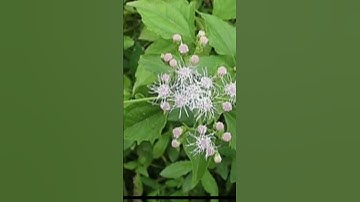 #cây #lá  Cỏ lào .Nhiều công dụng hỗ trợ điều trị bệnh #