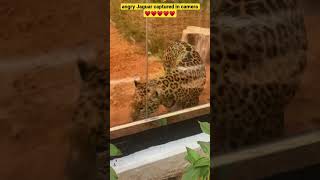 Angry Jaguar #shorts