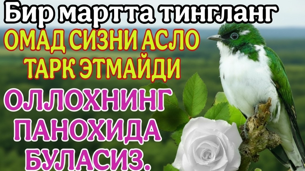 ОЛЛОХНИНИГ ПАНОХИДА БУЛАСИЗ ОМАД СИЗНИ АСЛО ТАРК ЭТМАЙДИ ИНШАОЛЛОҲ