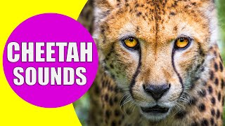 CHEETAH SOUNDS | Listen to the Sound of Cheetahs with Real Videos