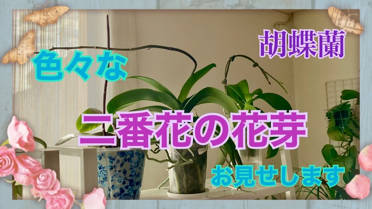 胡蝶蘭】二番花の花芽も色んなタイプがあります - YouTube