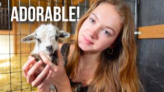 Taking Care of the NEW BABIES on the Farm!