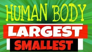 HUMAN BODY LARGEST AND SMALLEST