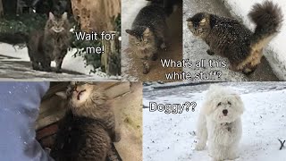Clingy cat chasing us in snow! MY FIRST REAL SNOW DAY - RARE SOUTH SNOW JAN 21 2025
A collection of clips from Jan 21 2025 focused on our outdoor kitty. I rarely do vlogs, but this was a huge day for me!! I live in the south where it pretty much never snows, except maybe a little bit rarely. I’ve never seen it falling either. Until an incredible historic snowstorm hit!
I SAW SNOW FALLING FROM THE SKY FOR THE FIRST TIME. I AM STILL FREAKING OUT AT HOW AMAZING IT WAS. AND THE MOST SNOW I EVER SAW IN MY LIFE!
Kindergarten was the only time I kinda saw some snow falling but there wasn’t much, just a little bit, so it doesn’t really count. Can’t believe I had to wait until 20 for a real snow day, but I’m so happy!! It was like getting to be in a different world, like Animal Crossing or Mario’s where it really snows! I don’t care it was late— THIS was Christmas for me! That’s one huge dream finally come true: getting to really experience snow! Now my biggest one, a real dog, coming true would be pretty nice!
Our silly outdoor cat was chasing and yelling at us while we were outside! I guess he was wondering what all this white stuff he’s never seen before is! We had to distract him with food before going on our hike! It was honestly incredible in a way seeing how the snow landed on his fur! We spent over 5 hours outside! When we got back there was still snow and the kitty was waiting for us in his cat house.
We saw a cute little dog too, though we were worried since it crossed the road. Luckily the pup was okay, but I hope it’s trained better or leashed to keep it safe. I’d love to have my own someday… I would’ve had so much fun playing with my dog in the snow if I only had one then!
To finally really experience snow, real snow… I’ll never forget how wonderful it felt!! Clingy cat chasing us in snow! MY FIRST REAL SNOW DAY - RARE SOUTH SNOW JAN 21 2025